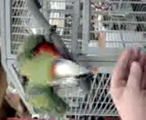 Ara oui, mais lequel