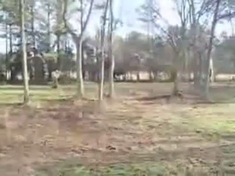 Un cerf qui fait de la balançoire