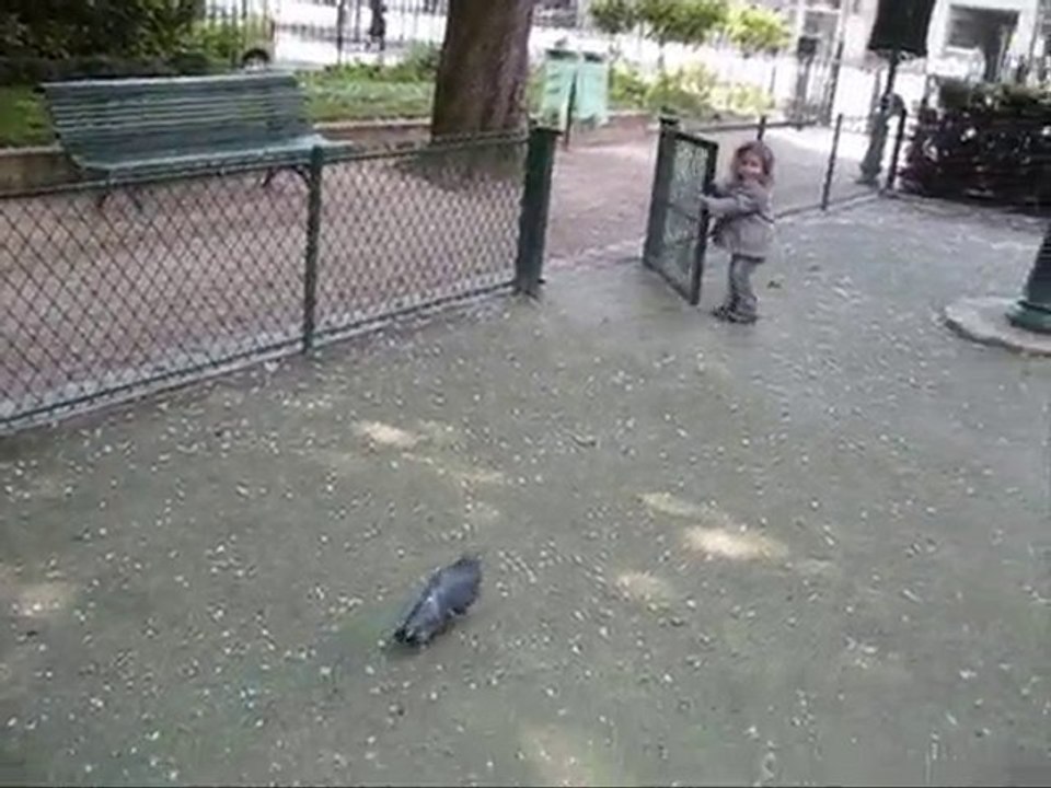 Pigeon
