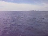 Aqualonde plongée Dauphins Calou