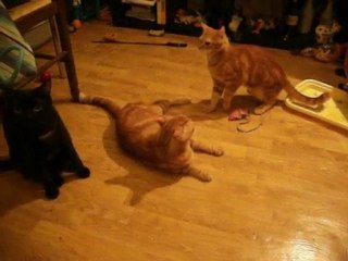 Bagarre entre Chewbie et Igor