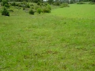 Le lievre "re" traverse 2eme partie