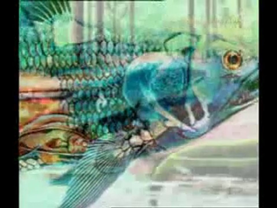 Coelacanth
