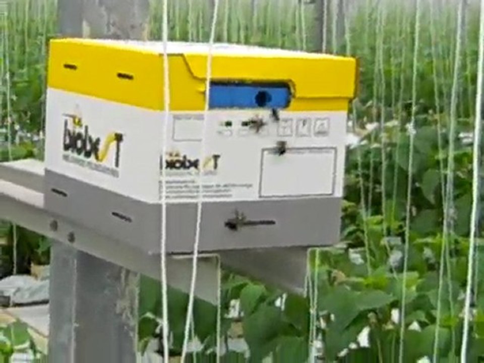 GREENHOUSE BEES (SWEET PEPPERS)