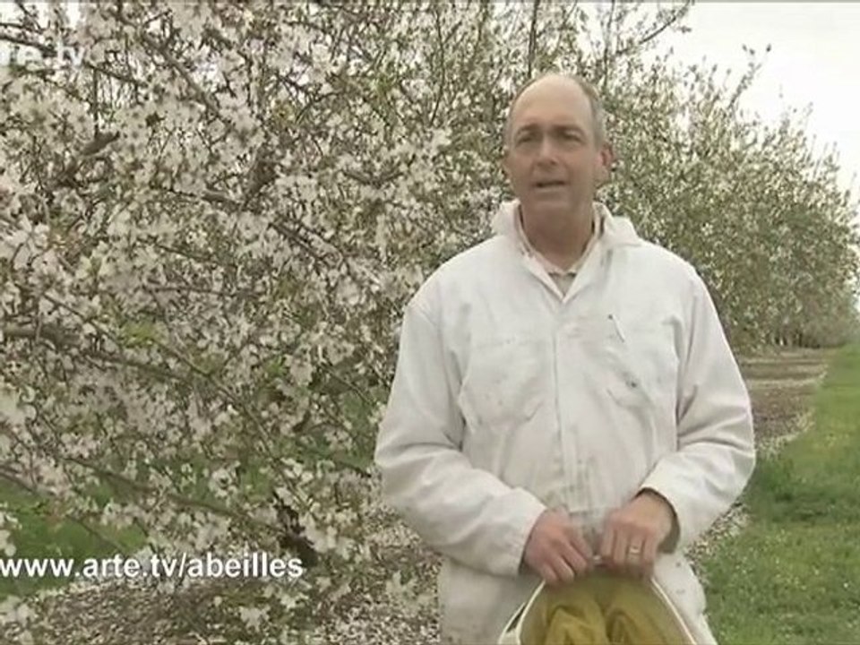 Le mystère de la disparition des abeilles : interview 2