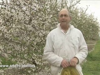 Le mystère de la disparition des abeilles : interview 2