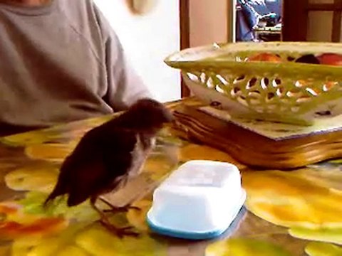 une grives chez les torno.2