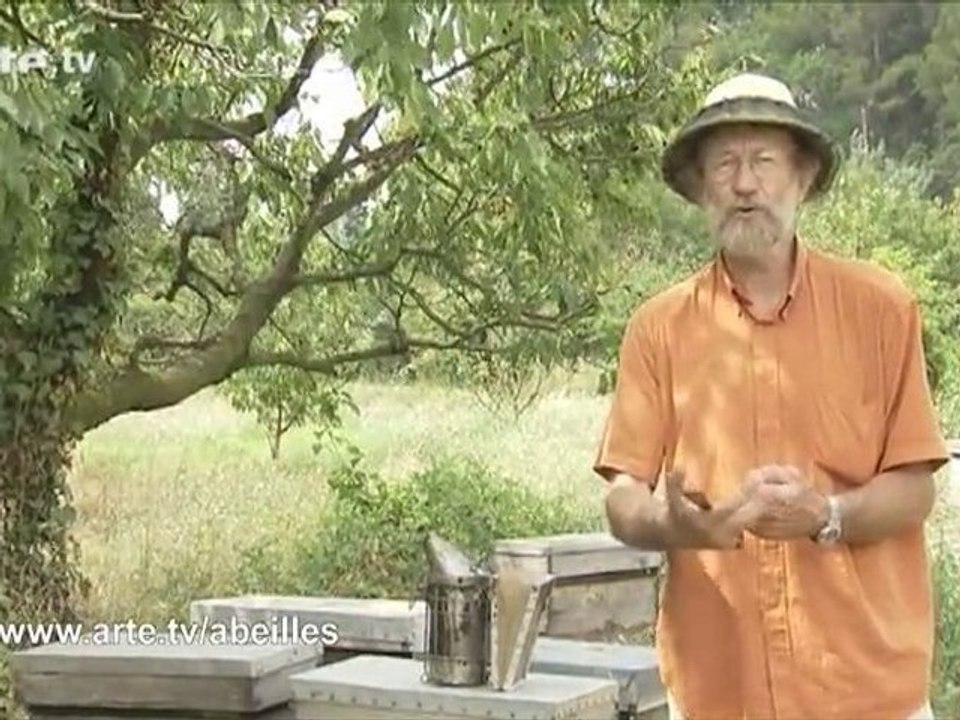 Le mystère de la disparition des abeilles : interview 3