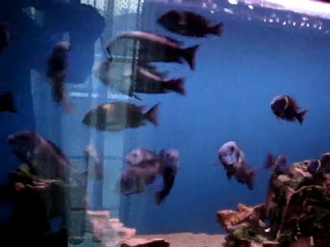 Tropheus Duboisi Maswa Kolonisi