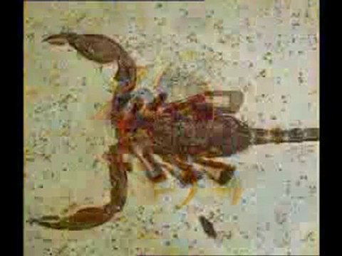 Yaşayan fosiller: Trilobit