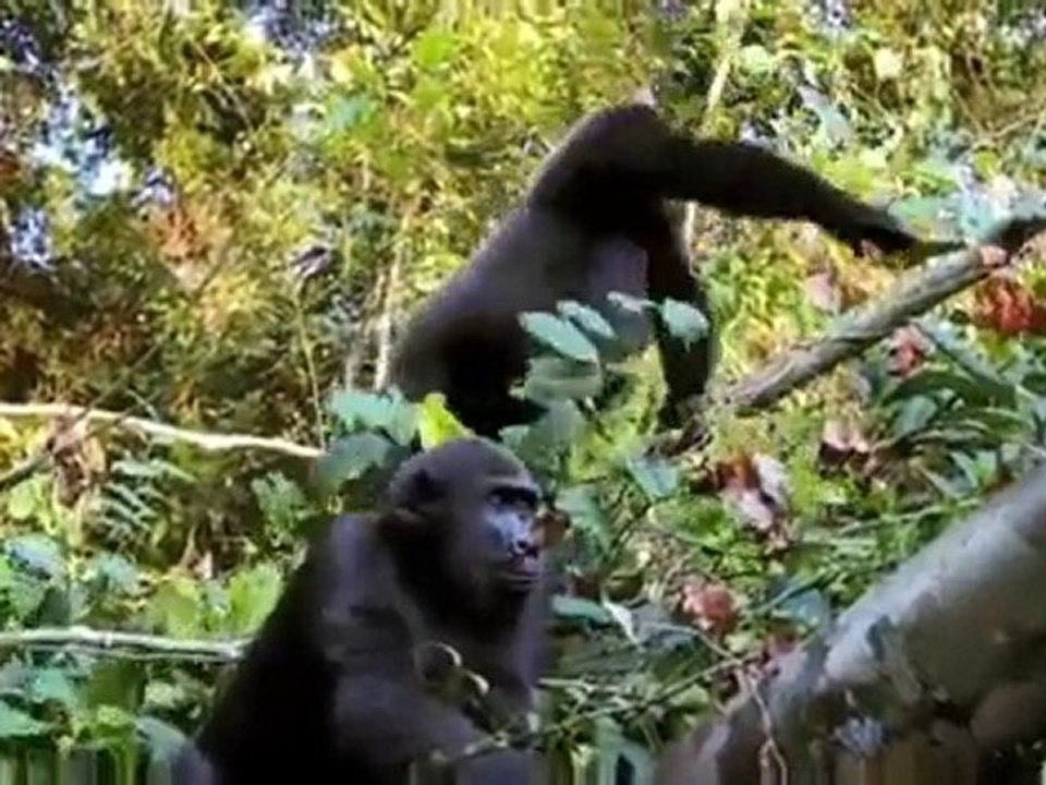 Incredible Video of a Man's Reunion With a Go