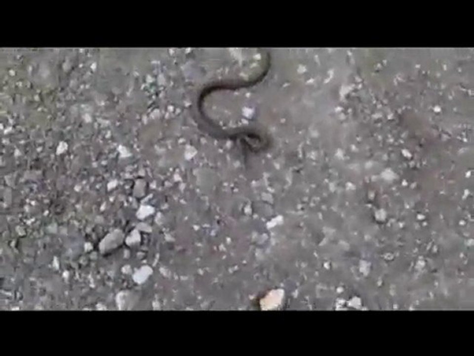 snake