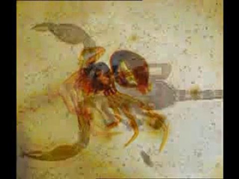 Yaşayan fosiller: Karides