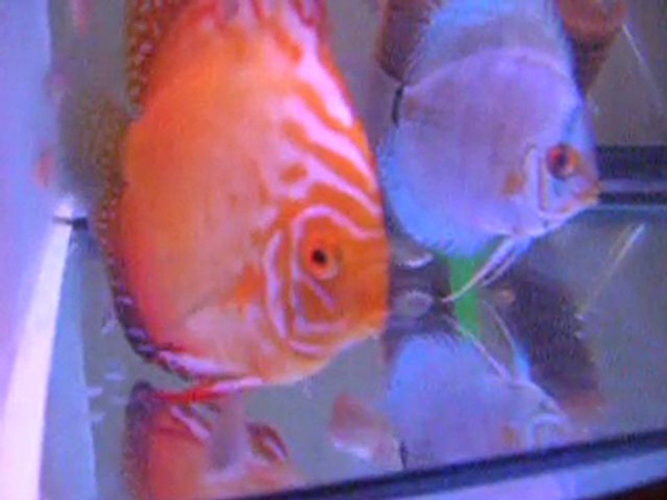 Ring Lepoard&Ring Leopard / Pigeon&Blue Diamond