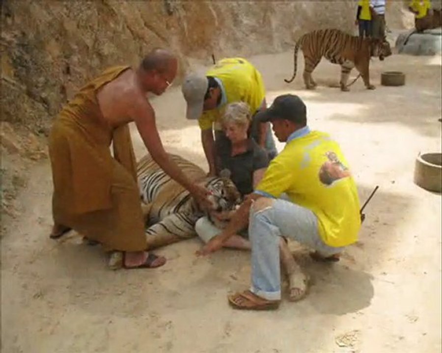 Thailand Tiger Temple Bangkok