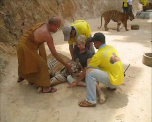 Thailand Tiger Temple Bangkok