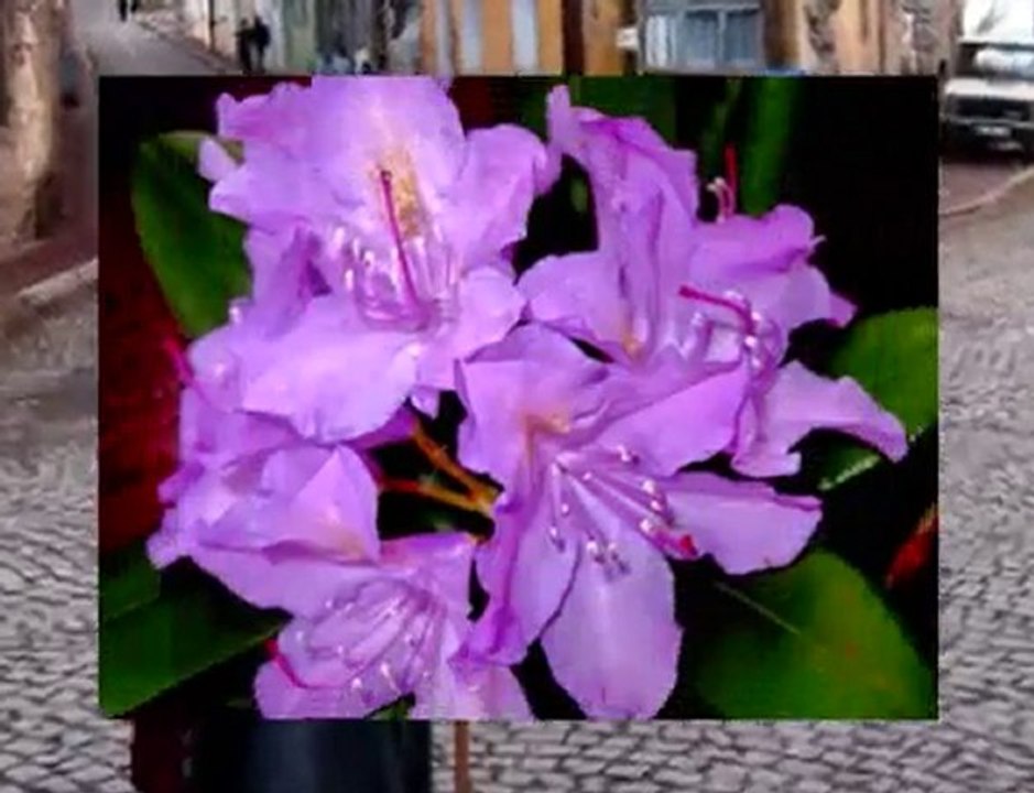 Yildirim Gurses - Son Mektup