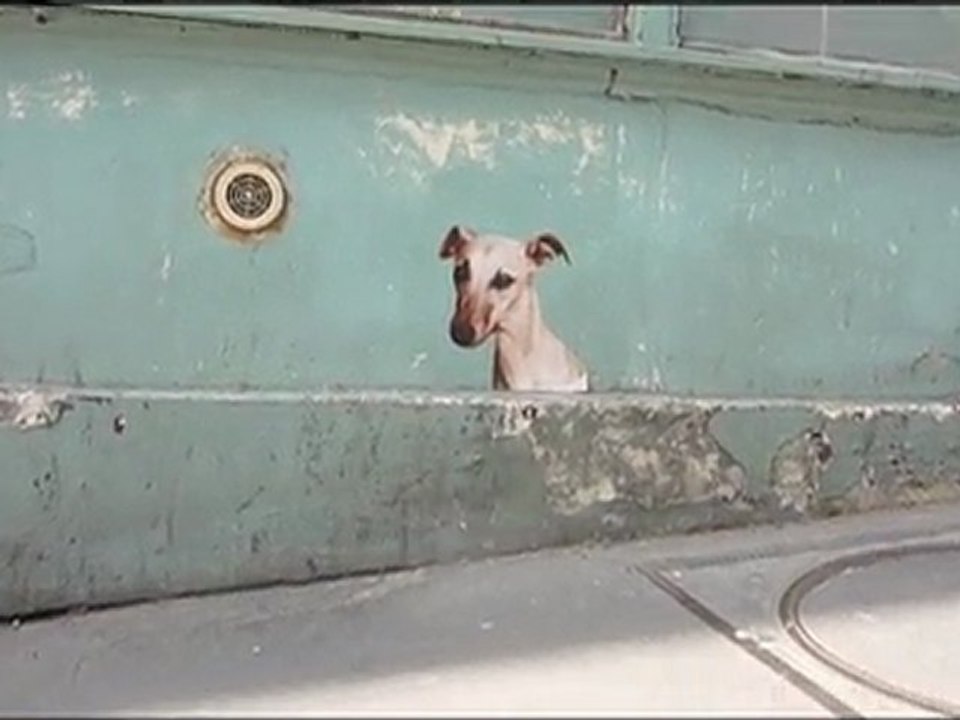 Affichage "sauvage" 1, les animaux dans les rues de Paris...
