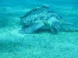 Giant Sea Turtle eating grass and 2 remoras buddies PART 2