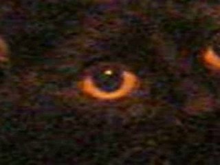 Suki The Cat Gazing [HD]