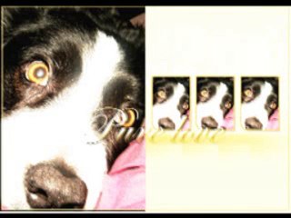 Perle : border collie de 10 ans