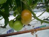 How to Grow Tomatoes - Hydroponic Beefsteak Tomatoes