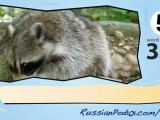 learn Russian-Learn with Russian Forest animals video