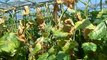Cucumber plants attacked by spider mites