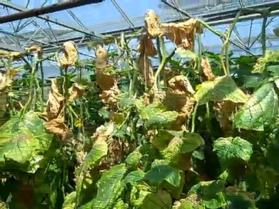 Cucumber plants attacked by spider mites