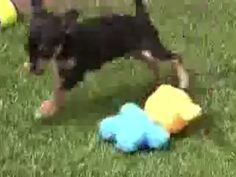 Videos Cachorros chihuahuas Mini Toy