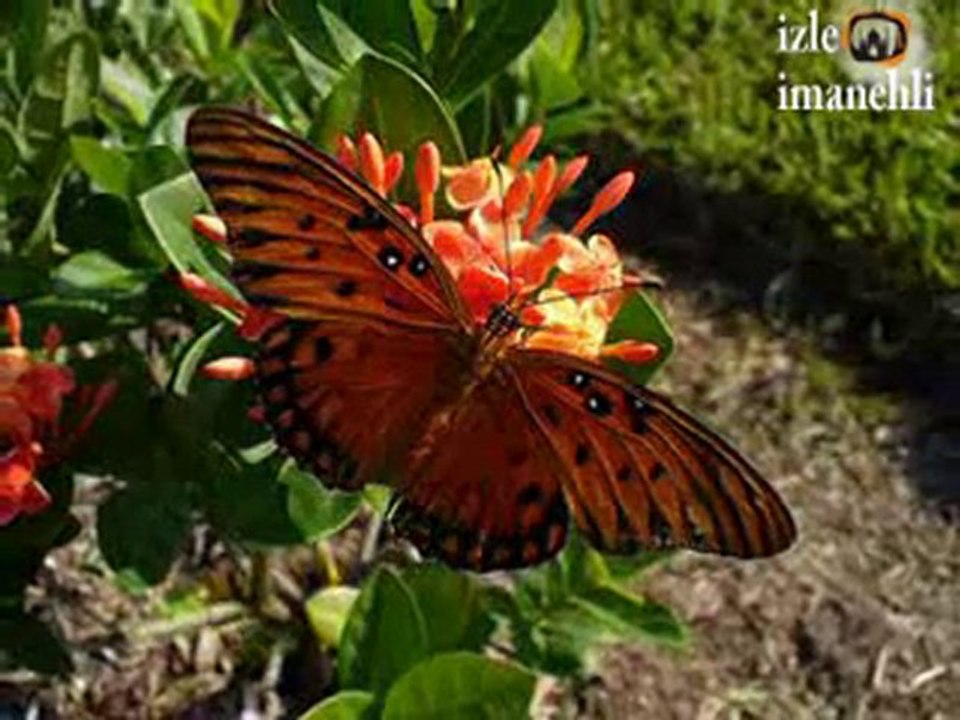 sami yusuf hamza robertson