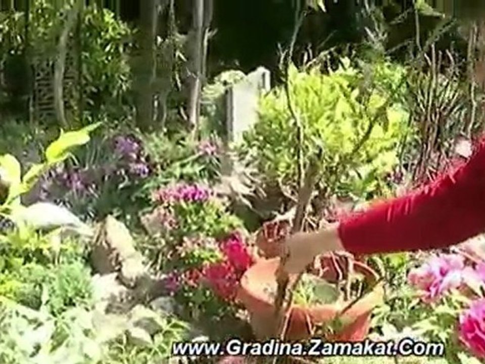Засаждане на Градинска Азалия