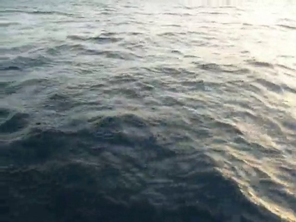 Sailndream et les dauphins des Antilles