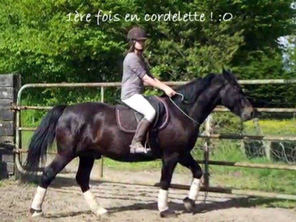 Lewis séance montée en licol et première fois en cordelette