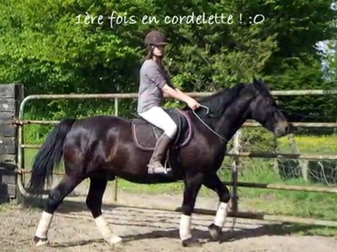 Lewis séance montée en licol et première fois en cordelette