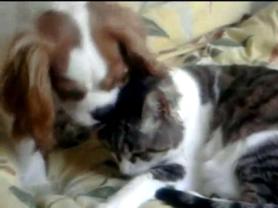 2e partie qui a dit que chien et chat ne s'entendaient pas ?