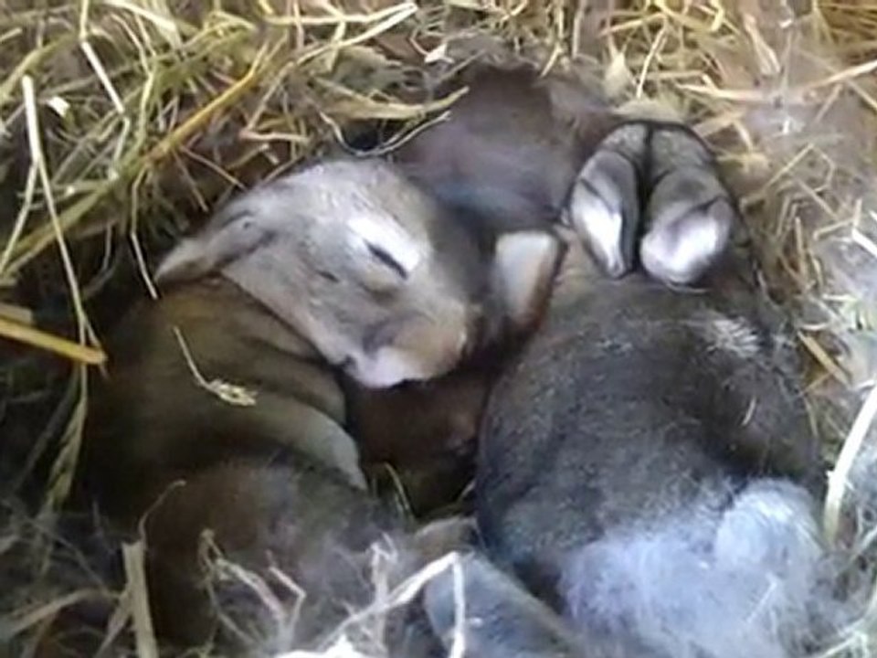 bébé lapin géant bélier francais de 10 jours