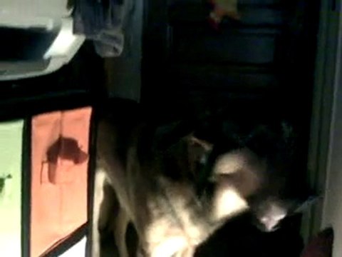 chien chanteur varois