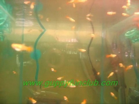 Albino full platinium ve albino full red yavrularım