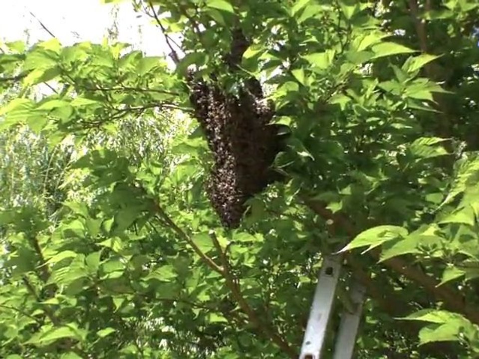 Abeillement votre  !!!  Essaim BOB 1/4