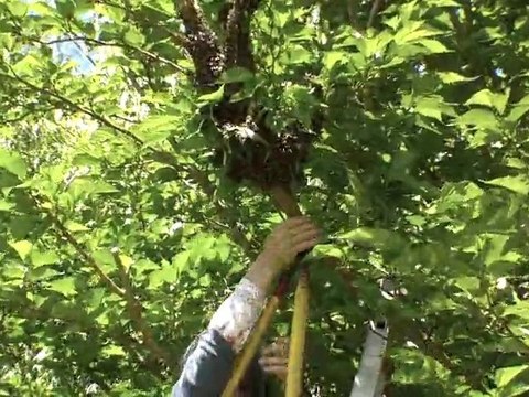 Abeillement votre !!! Essaim BOB (3/4 ) 18 mai 2010