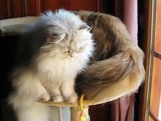 Divertissement des chatous