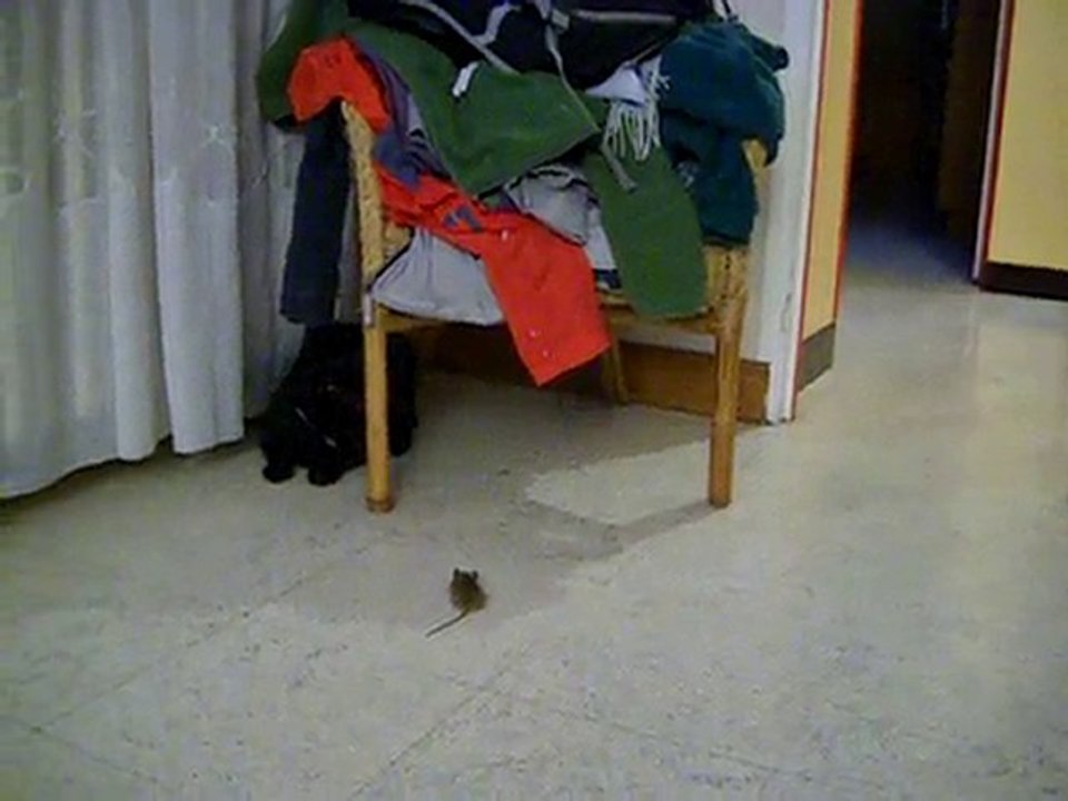 Souris party 2