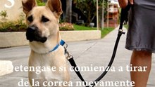 Adiestramiento Canino