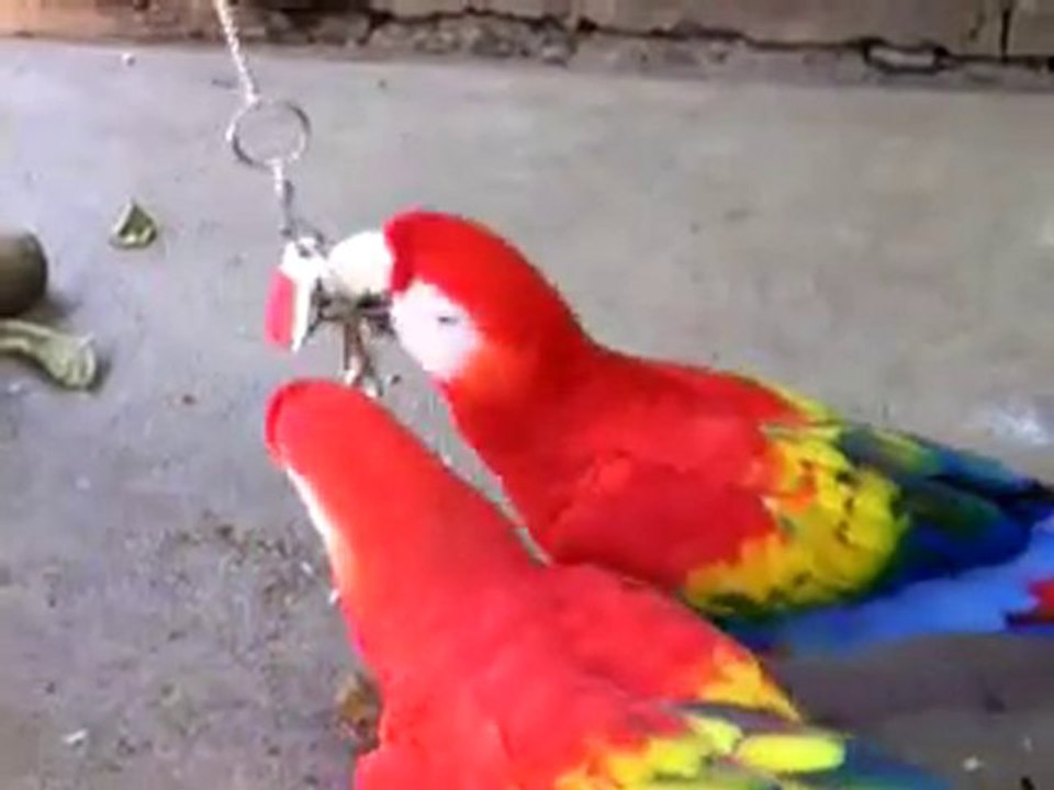 MACAW - and  its intelligence (http://petroleonline.unblog)
