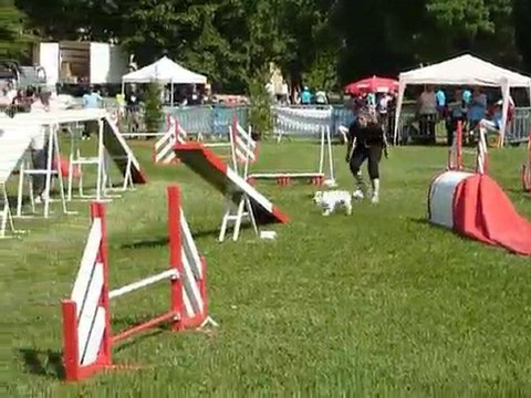TGR Miramas - Brooklyn - 2eme jour Agility