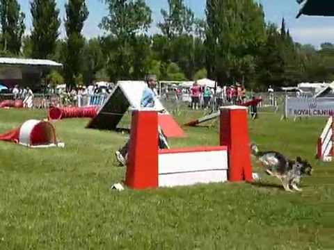 TGR Miramas - Brownie - 1er jour Agility