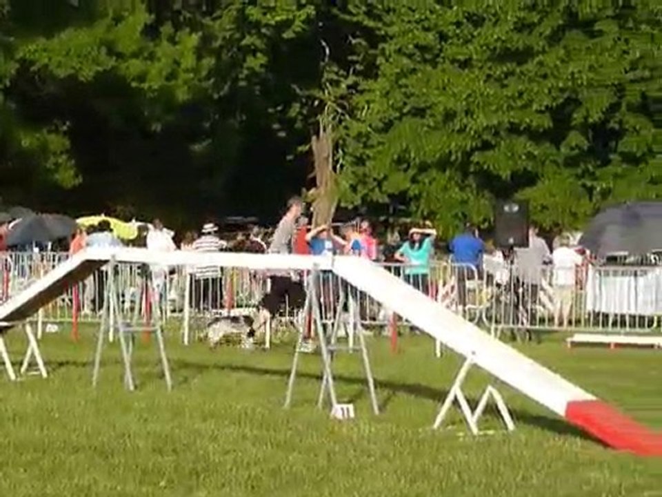 TGR Miramas - Brownie - 2eme jour Agility