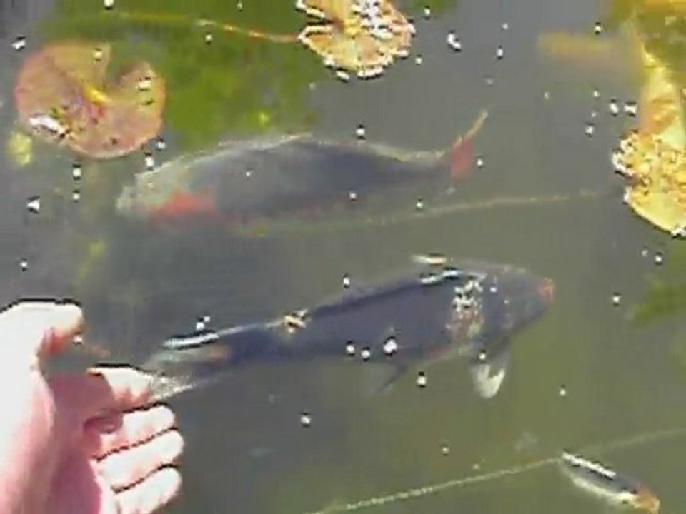 mes koi mai 2010 2