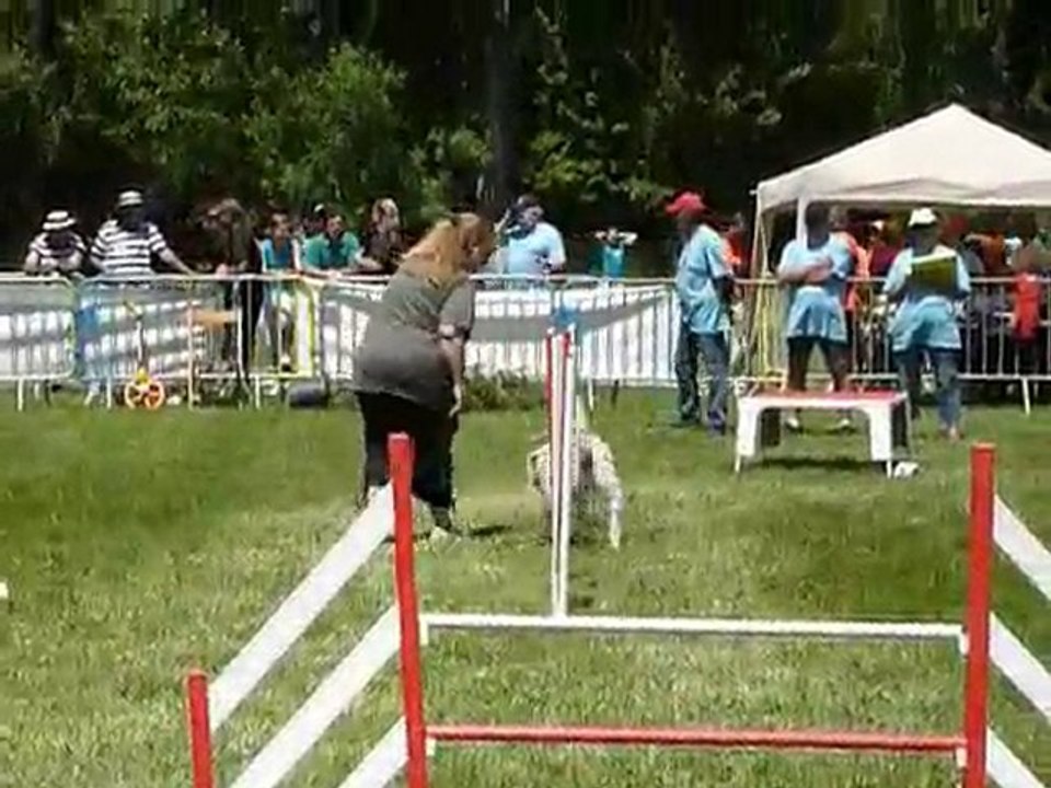 TGR Miramas - Daisy - 1er jour Agility